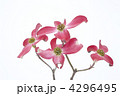 赤い花水木の花