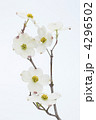 白い花水木の花