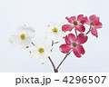 紅白の花水木