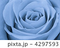 4297593