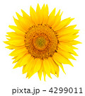 4299011