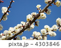白い梅の花