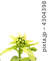 フキノトウ