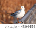 カモメ