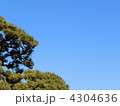 黒松と空