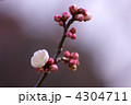 白梅一輪