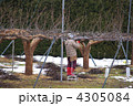 梨の木の除染　梨畑　梨畑の除染作業