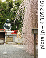 京都　千本釈迦堂　おかめ桜