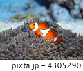 イソギンチャクと共生するカクレクマノミ