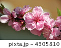桃の花