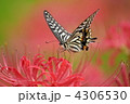 アゲハ蝶