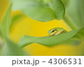 アマガエル