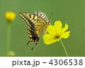 アゲハ蝶