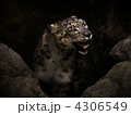 豹