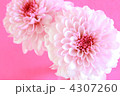 4307260