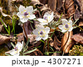 セツブンソウの花