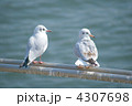 ユリカモメ