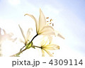 4309114