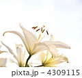 4309115