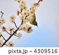 梅とメジロ