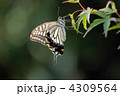 新緑の紅葉の葉に止まるアゲハ