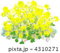 菜の花