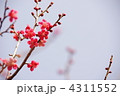 3月　コウバイ・バラ科83