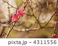 3月　コウバイ・バラ科87