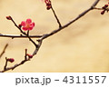 3月　コウバイ・バラ科88