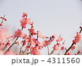 3月　コウバイ・バラ科91