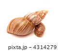 4314279