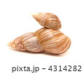 4314282