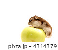 4314379