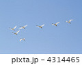 編隊で飛行中の白鳥