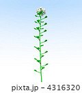4316320