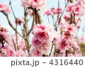 ハナモモ