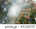 スギ花粉