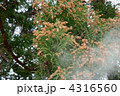 スギ花粉