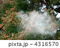 スギ花粉