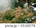 スギ花粉