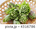 早春のふきのとう