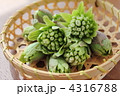 早春のふきのとう　Ⅲ