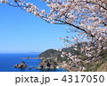 妙見浦と桜