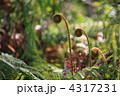 ワラビ