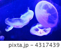 クラゲ