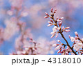 開花宣言