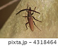 ウスバカミキリ