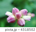 ママコノシリヌグイ（継子の尻ぬぐい）