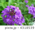 宿根バーベナ（紫）