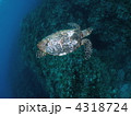 ウミガメ